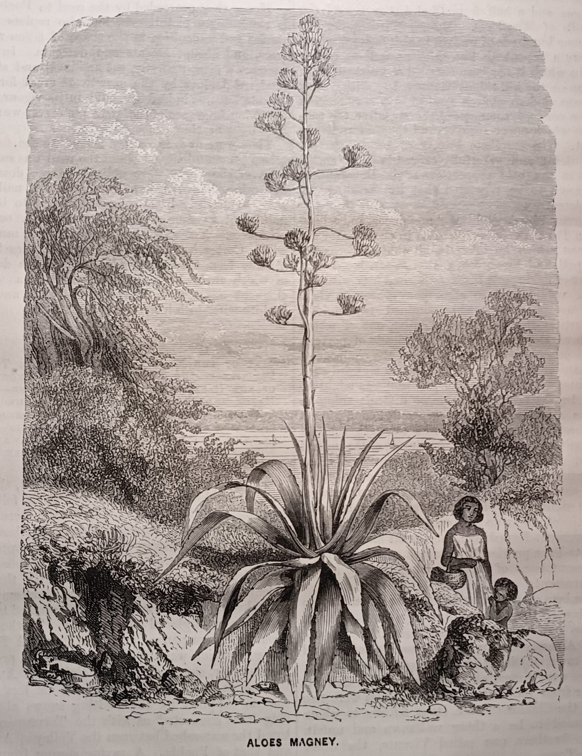 Aloes magney