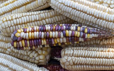 Soberanía Alimentaria en la montaña del Estado de Guerrero.
